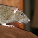 Waltham Pest Control - Pest Control Services