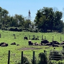 Readington River Buffalo Farm - Farms