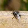 Advance Termite Control gallery