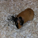 Petland - Pet Stores