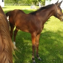 Bronze Star Stables - Horse Boarding