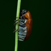 BMI Pest Control Services gallery