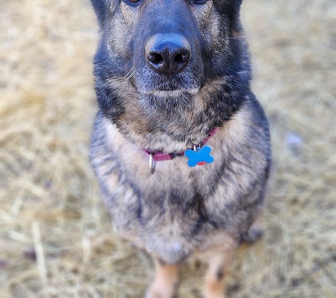 Fur Angels Rescue Shelter Inc - Toledo, OH