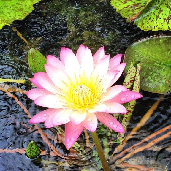 American Aquatic Gardens and Gifts - New Orleans, LA