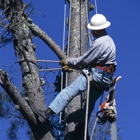 United Tree Service Incorporated