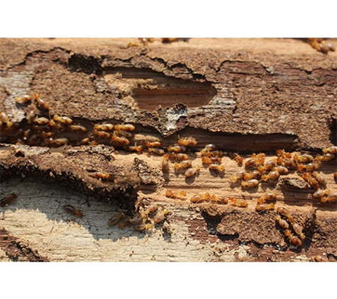Termite Technology - Albury, NSW