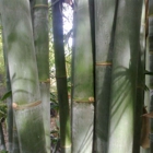 Davis Bamboo Nursery