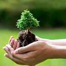 Swingle Lawn, Tree & Landscape Care - Arborists