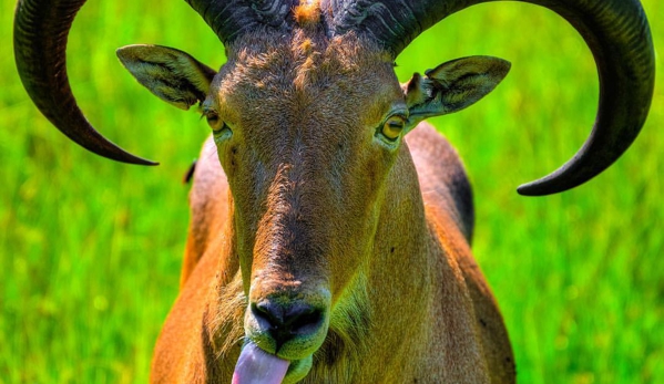 Safari Wilderness - Lakeland, FL