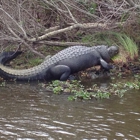 Big Easy Swamp Tours