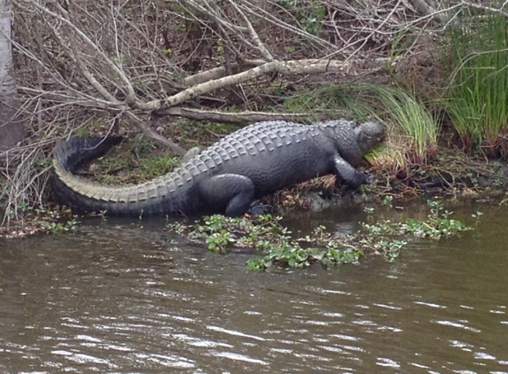 Big Easy Swamp Tours - Lafitte, LA