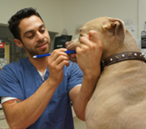 Center-Sinai Animal Hospital - Los Angeles, CA