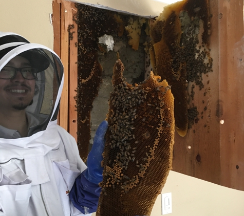 Bee Removal Pros - Murrieta, CA