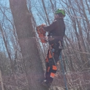 Notch Tree Removal - Tree Service