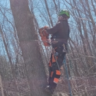 Notch Tree Removal