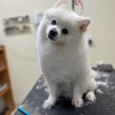 Pawtown Pet Resort - Hostels