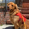 Sniff and Go: BetteR+ Dog Walks gallery