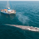 Dolphin Safari - Boat Tours