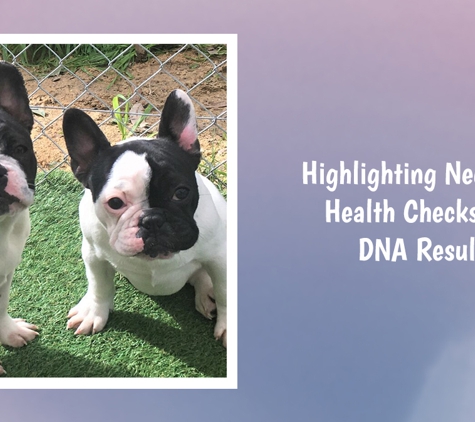 Tralinka French Bulldogs - Muchea, WA. Highlighting Necessary Health Checks And DNA Results