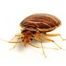 Dominion Pest Control Svc Inc - Termite Control
