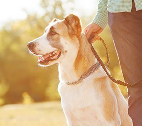 Sit Means Sit Dog Training Kokomo - Kokomo, IN