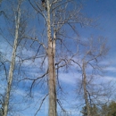 Grove Park Tree Care - Tree Service