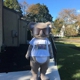 Kool Koala Pediatric and Adolescent Dentistry Bear, Delaware