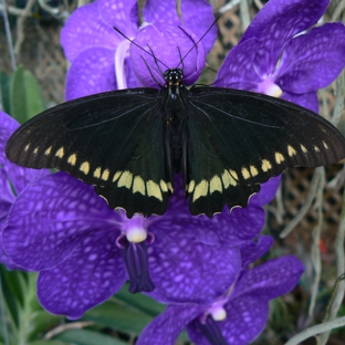 Mad Happenings - Bradenton, FL. Vanda Pachara Delight  & Shallow Tail Butterfly Mad Happenings