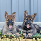 Allegiant K9