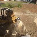 Tree Stump Removal and Excavation - Tree Service