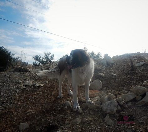 A to Z Dog Ranch - Spicewood, TX