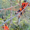 Novato Tree Service Company gallery