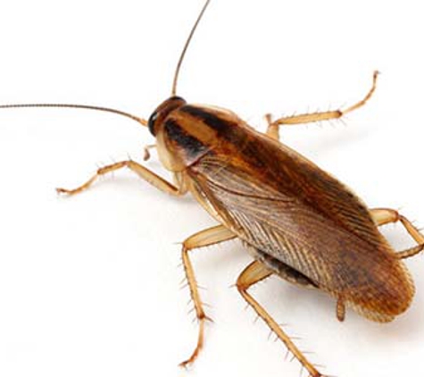 Impact Pest Control - Loftus, NSW