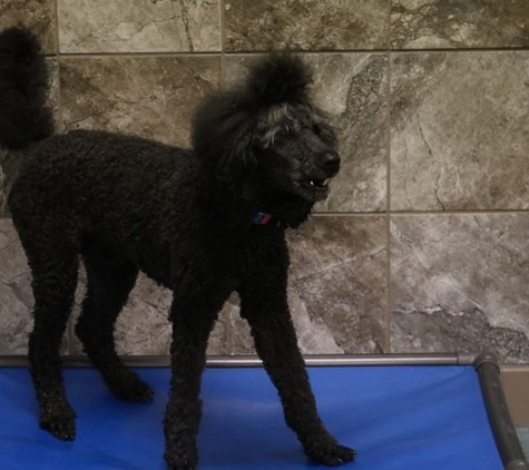 Y Bark Alone Doggy Daycare and Grooming - Saint Louis, MO. My foo foo poodle just loves daycare!