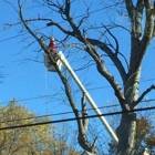 Advanced Tree Care