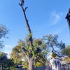 Flynn Tree Service gallery