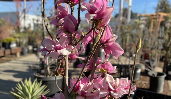 Evergreen Nursery Inc. - San Leandro, CA. Magnolia