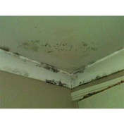 Gallery Image Number 5