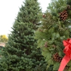 Valley View Christmas Trees gallery
