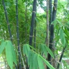 Palm Beach Bamboo gallery