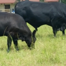 Dixie County Cattle Incorporated - Livestock Dealers