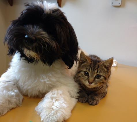 Fair Ave Veterinary Clinic - Lancaster, OH. This was their first time meeting each other and they are still inseparable to this day!