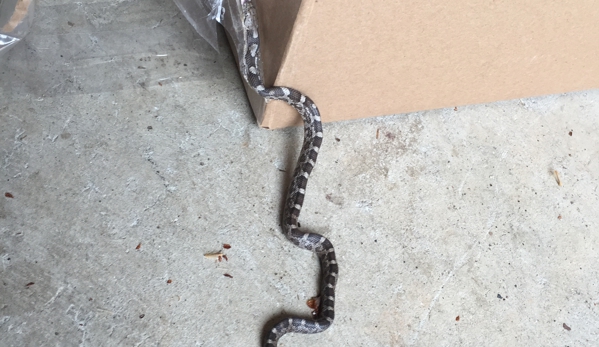 Public Storage - Concord, NC. Snake that came through "cut" seal