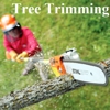Avalawn Tree Service gallery