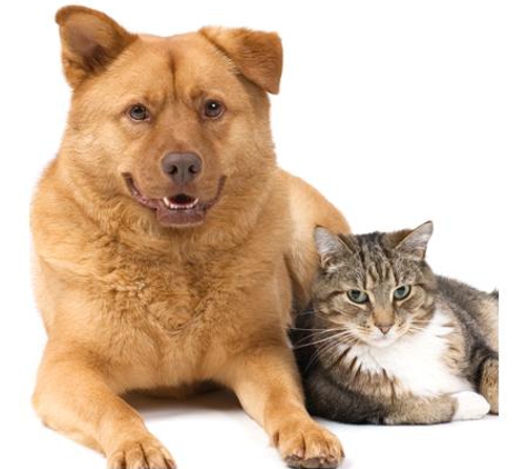 My Vets Irrawang