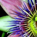 My Passion Flower - Florists