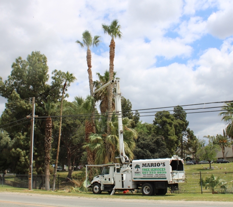 Mario's Tree Services