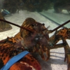 Red Lobster gallery