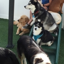 Cape Cod Dog Center - Pet Boarding & Kennels