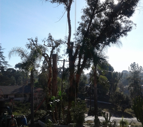 Carrillo's tree services - Chula Vista, CA. He is up in the tree cutting the big one.